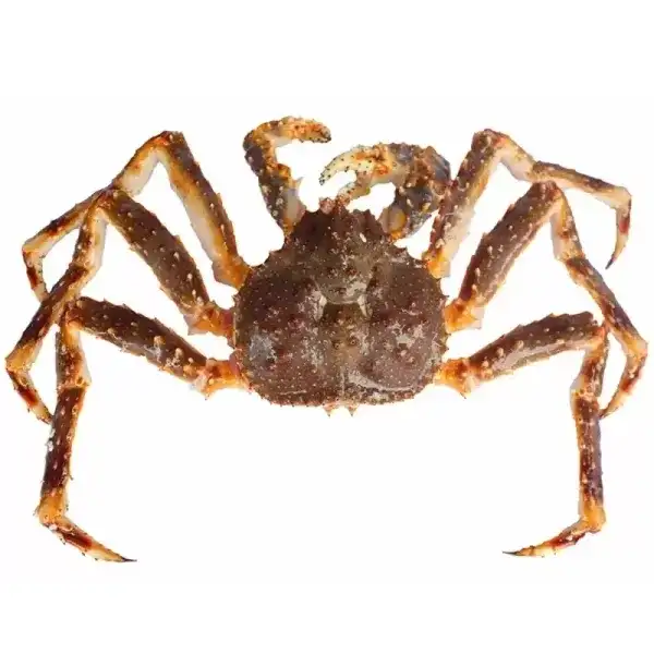 Live Alaskan Red King Crab 8lb - Wild Caught
