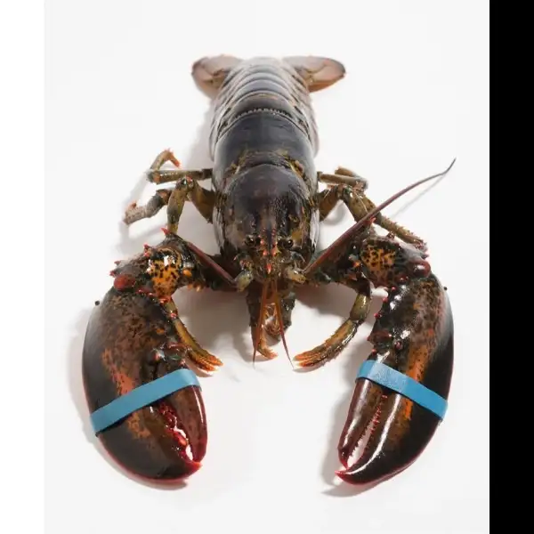 Live Maine lobster