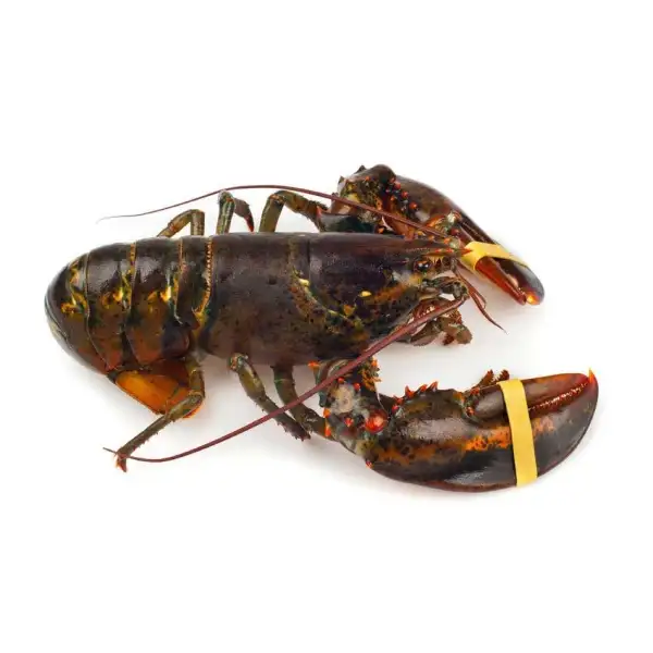 LOBSTERS